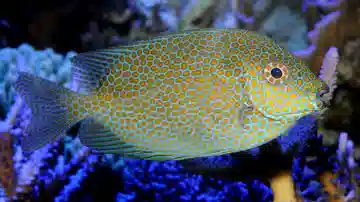 Goldspotted Rabbitfish